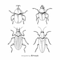 Бесплатное векторное изображение Реалистичный набор рисованной насекомых эскиз