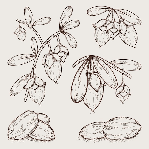 Free vector realistic hand-drawn jojoba element collection