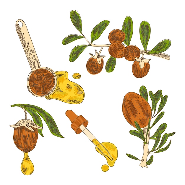 Realistic hand-drawn jojoba element collection