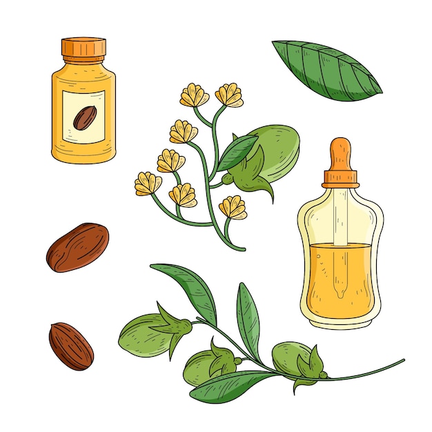 Realistic hand drawn jojoba element collection