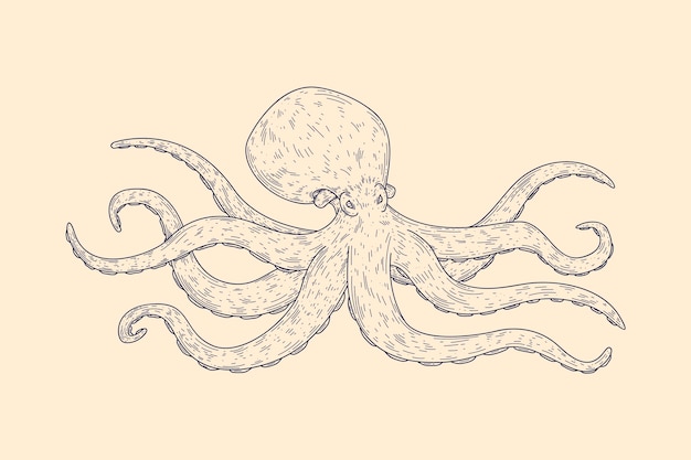 Free vector realistic hand drawn octopus