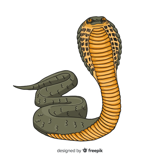 Stylized highly detailed snake cobra Royalty Free Vector