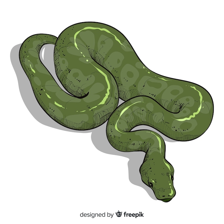 Free Vector realistic hand drawn snake