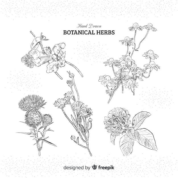 Free vector realistic hand drawn spices and herbs sketches collection