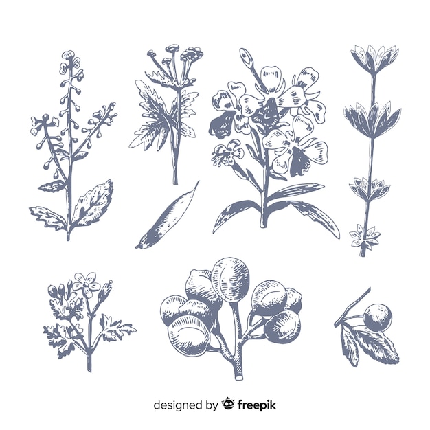 Free vector realistic hand drawn spices and herbs sketches collection