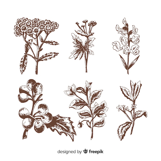 Free vector realistic hand drawn spices and herbs sketches collection