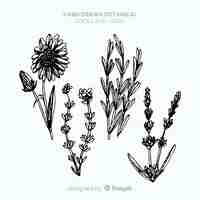 Free vector realistic hand drawn spices and herbs sketches collection