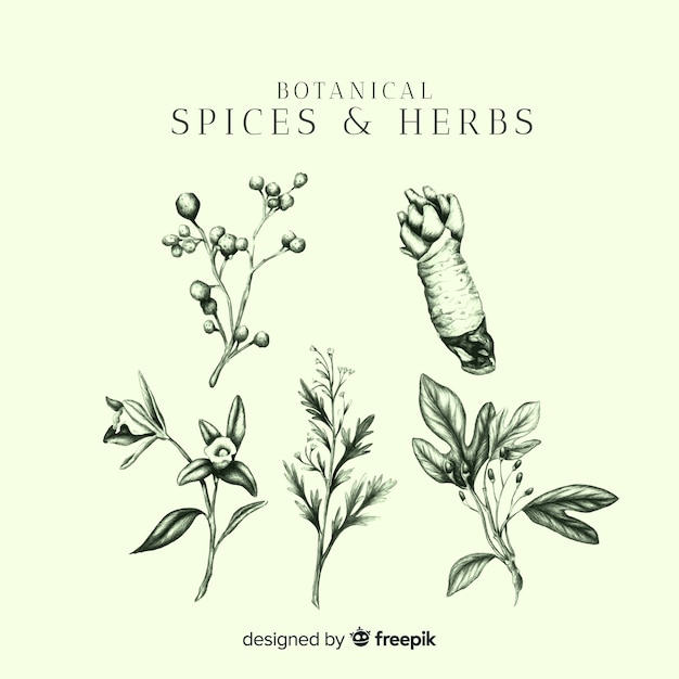 Realistic hand drawn spices and herbs sketches collection