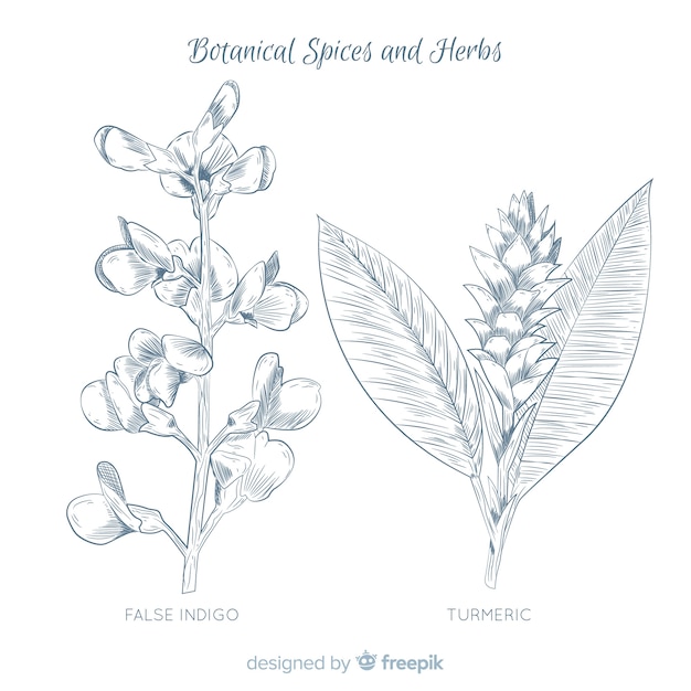 Free vector realistic hand drawn spices and herbs sketches collection