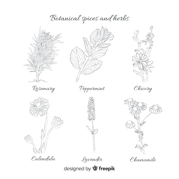 Free Vector | Realistic hand drawn spices and herbs sketches collection