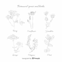 Free vector realistic hand drawn spices and herbs sketches collection