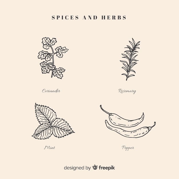 Realistic hand drawn spices and herbs sketches collection