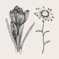 Free vector realistic hand drawn vintage botany flower collection