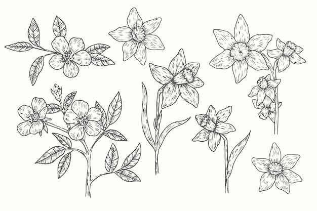 Free vector realistic hand drawn vintage botany flower collection