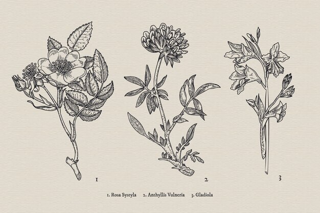 Realistic hand drawn vintage botany flower collection