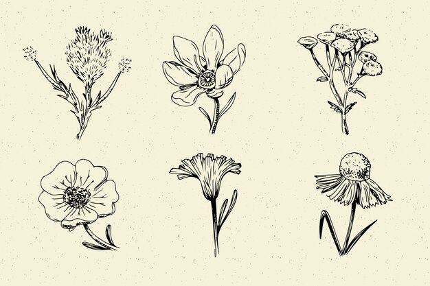 Free Vector realistic hand drawn vintage botany flower collection