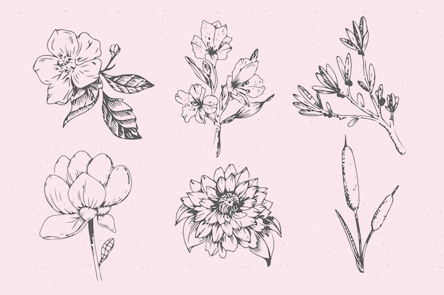 現実的な手描きのヴィンテージ植物の花コレクション