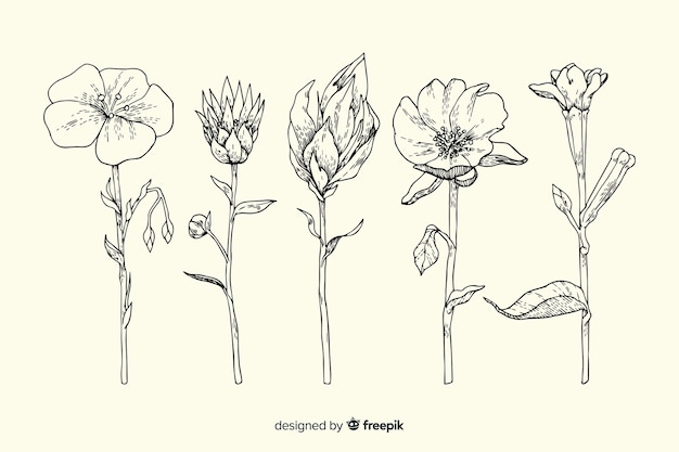 Insieme di fiori di botanica vintage disegnato a mano realistico