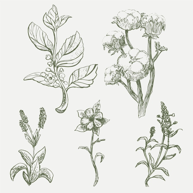 Realistic hand drawn vintage botany flower set
