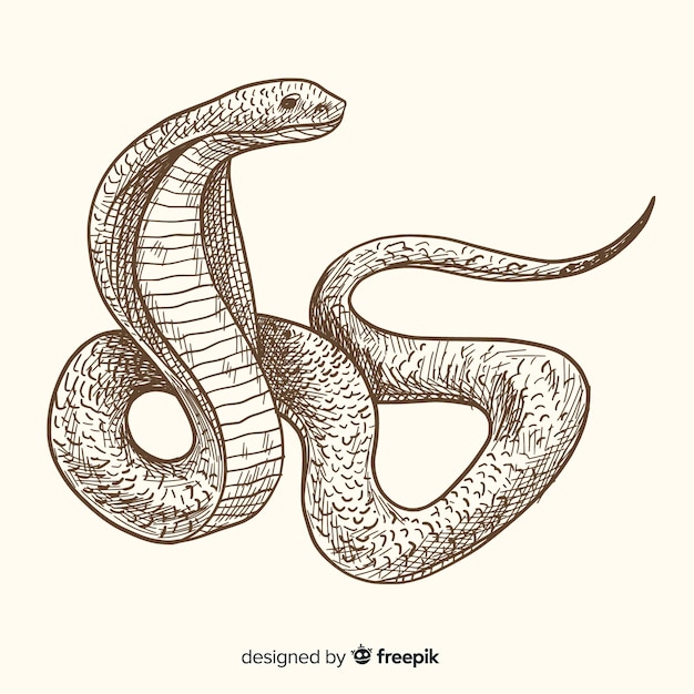 Realistic hand drawn vintage snake background