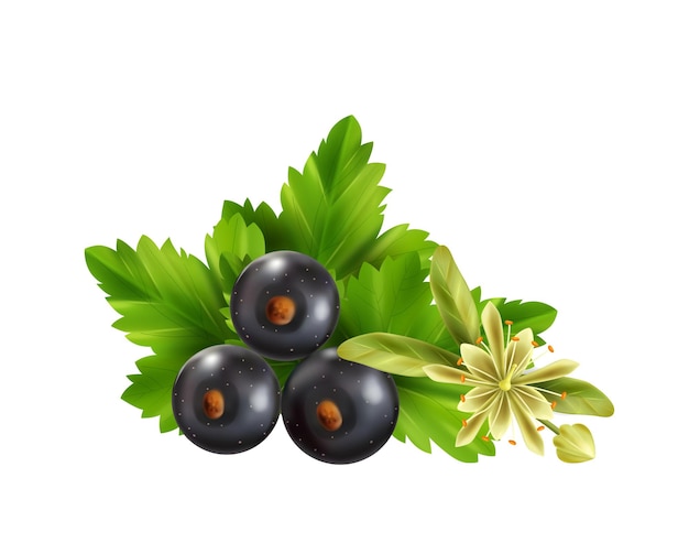 Realistic herbal tea ingredients with leaves black currant berries and linden flower