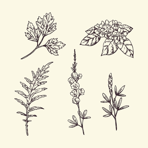 Free vector realistic herbs and flowers