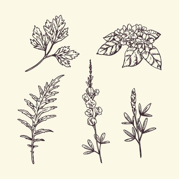 Realistic herbs and flowers