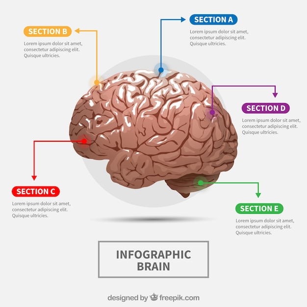 Free vector realistic human brain infographic with colorful options