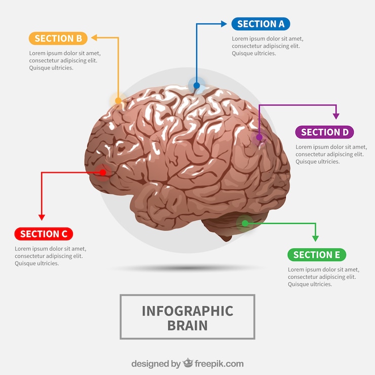 Free Vector realistic human brain infographic with colorful options