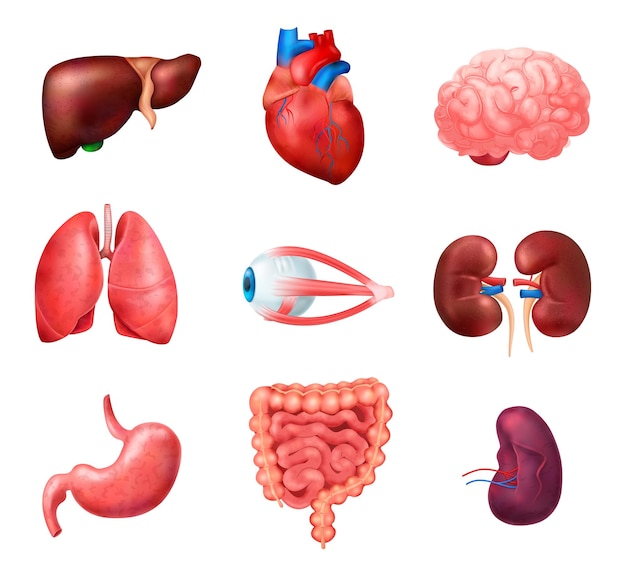 Реалистичная иконка анатомии внутренних органов человека с легкими, сердцем, печенью, почками, мозгом, глазами, селезенкой, кишечником, векторной иллюстрацией