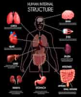 Free vector realistic human internal organs infographics with lungs heart liver kidneys brain eyes spleen intestines descriptions vector illustration