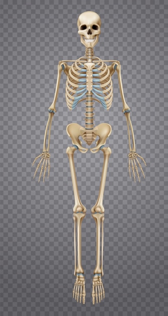 Realistic Human Skeleton