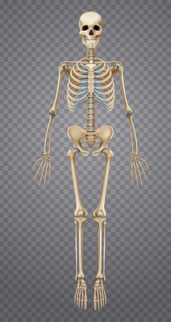 Реалистичный человеческий скелет