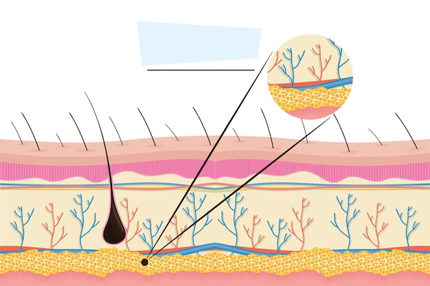 realistic human skin diagram design