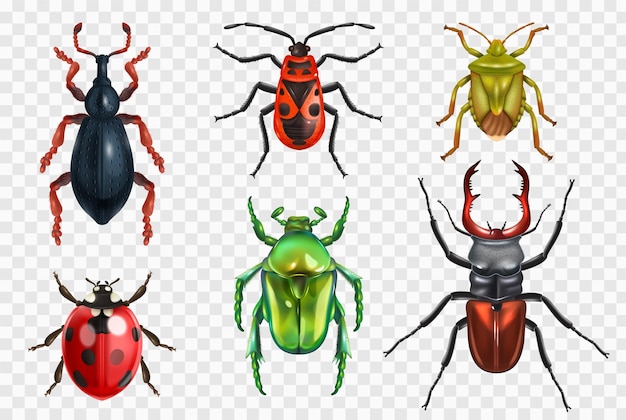 Free vector realistic insect beetle bug set of isolated images on transparent background with colorful images of bugs vector illustration