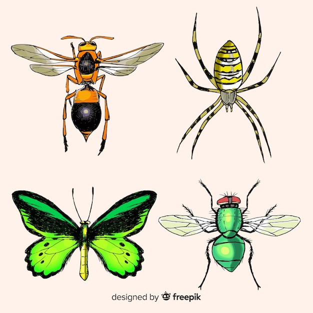 Free vector realistic insect collection