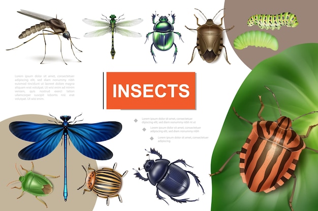 Free vector realistic insects colorful composition with colorado beetle on potato leaf dragonflies caterpillars mosquito stink and scarab bugs