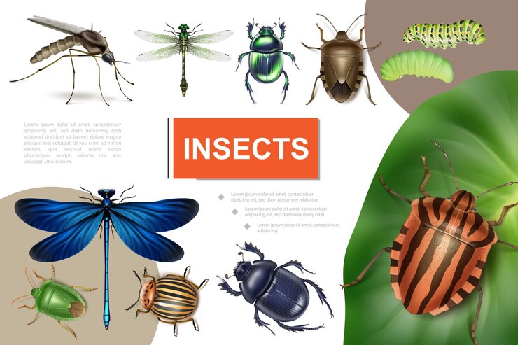 Free Vector realistic insects colorful composition with colorado beetle on potato leaf dragonflies caterpillars mosquito stink and scarab bugs
