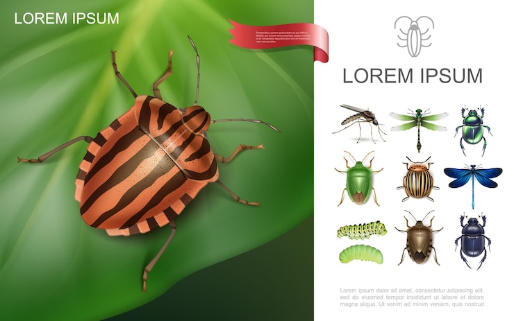 Free Vector realistic insects colorful concept with colorado beetle on potato leaf dragonflies gnat caterpillars dung and scarab bugs