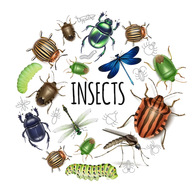 Realistic insects round concept with caterpillars dragonflies gnat scarab colorado potato and dung beetles isolated