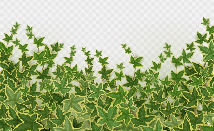 Free Vector realistic ivy background png on transparent