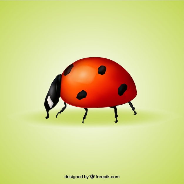 Realistic ladybug