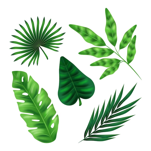 Бесплатное векторное изображение Реалистичные листья различной формы