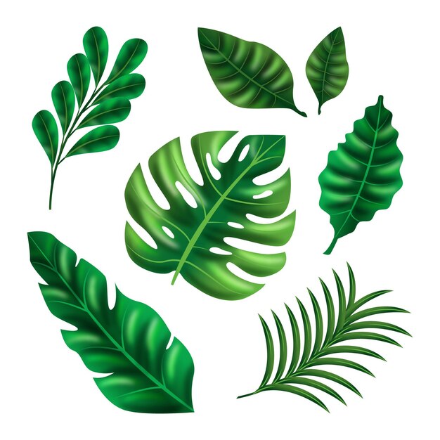 Realistic leaves in various shapes