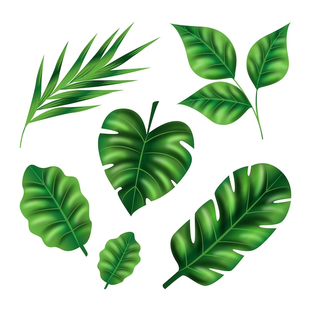 Free vector realistic leaves in various shapes