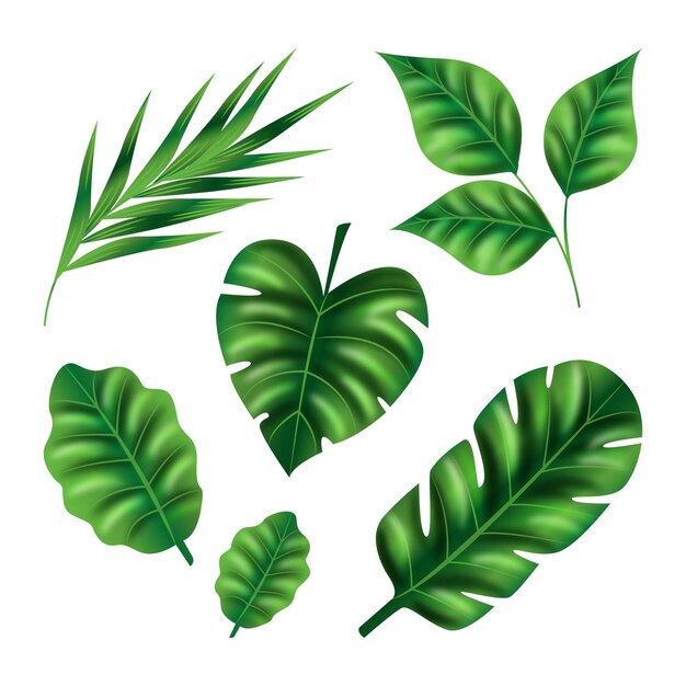 Realistic leaves in various shapes