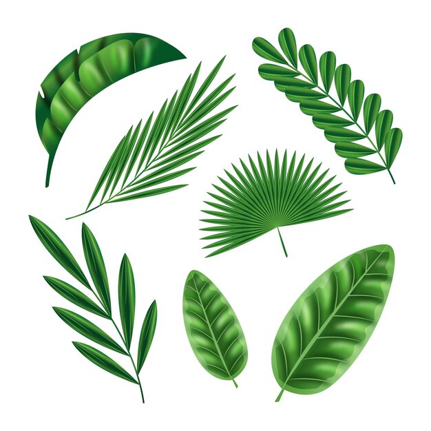 Realistic leaves in various shapes