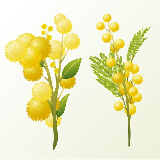 Realistic mimosa flower illustration
