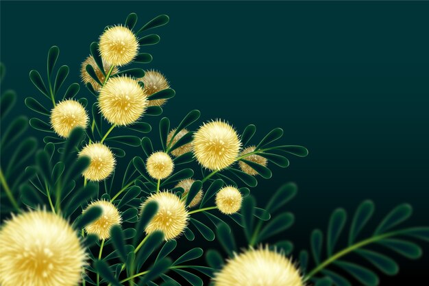 Realistic mimosa flower illustration