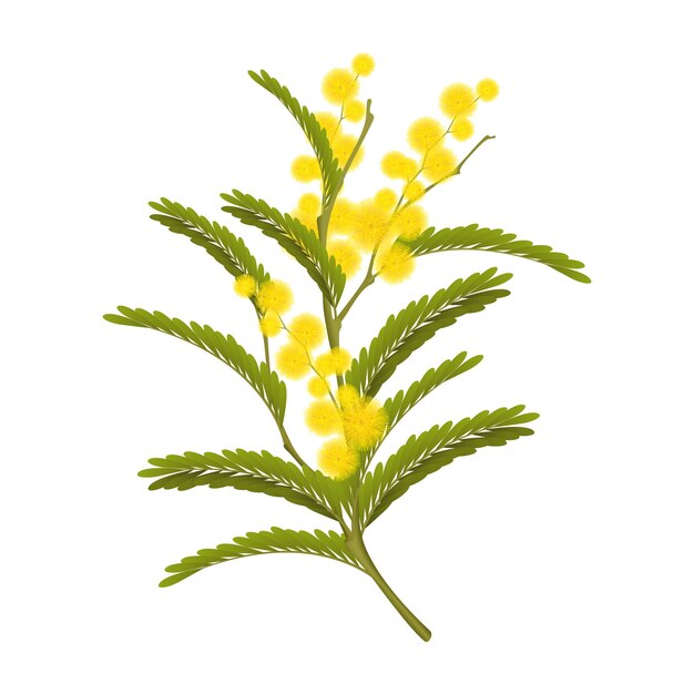 Realistic mimosa illustration